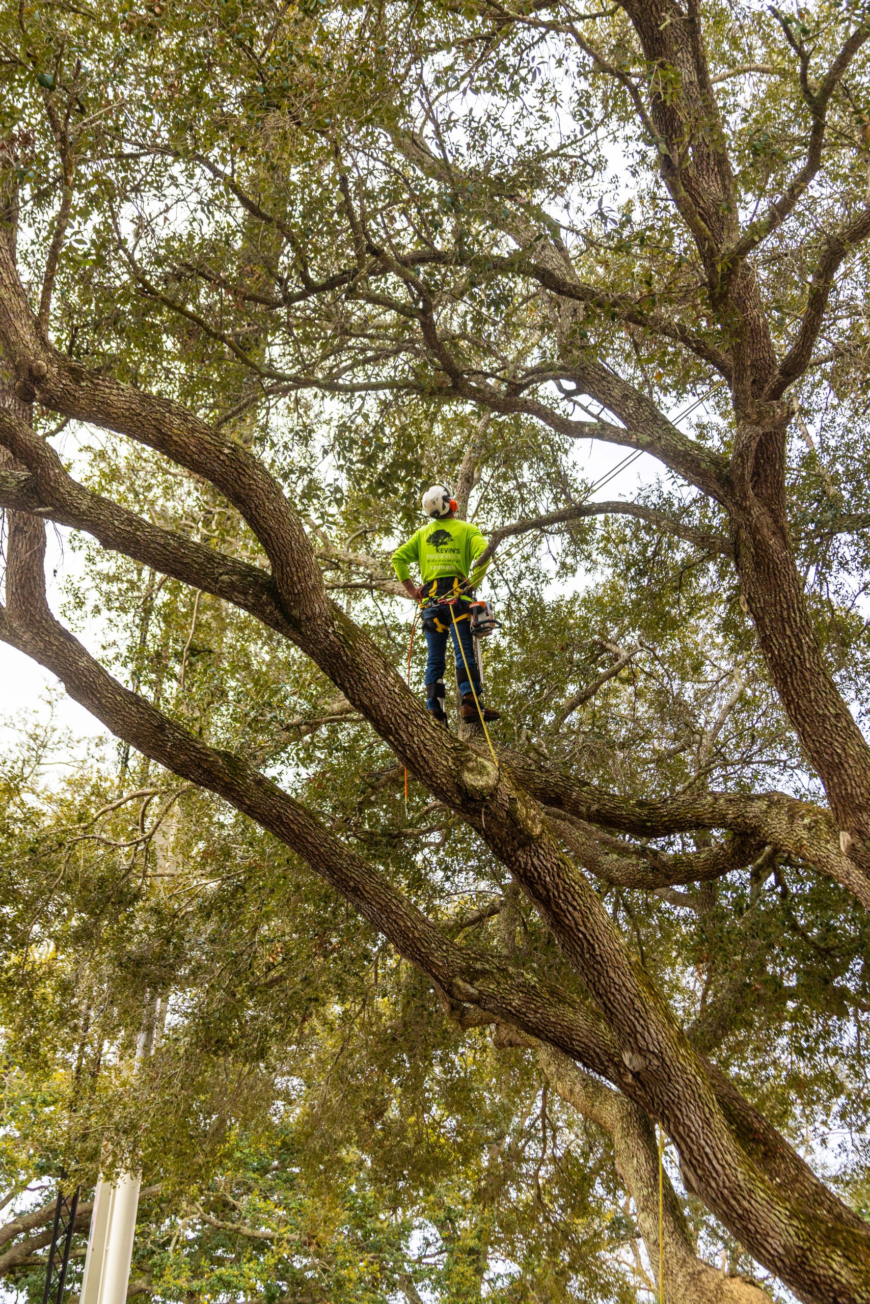 Arborist climbing a live oak — tree cabling hardware is installed high in the canopy