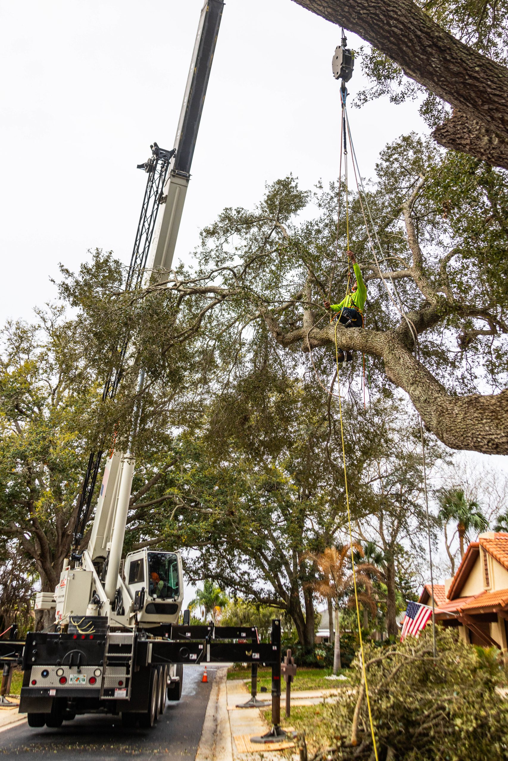 Climber sectioning a large oak — the same rigging is used for dead tree removal
