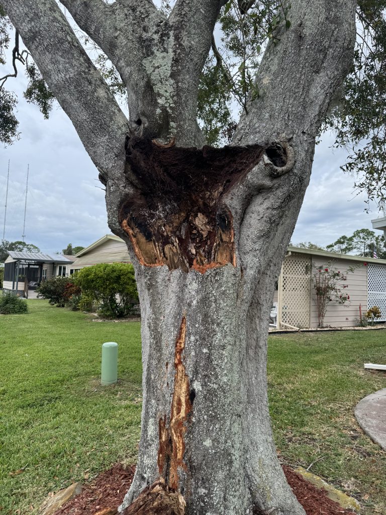 Decayed oak trunk near a Palm Bay home — a hazard tree that may qualify for removal without a tree removal permit