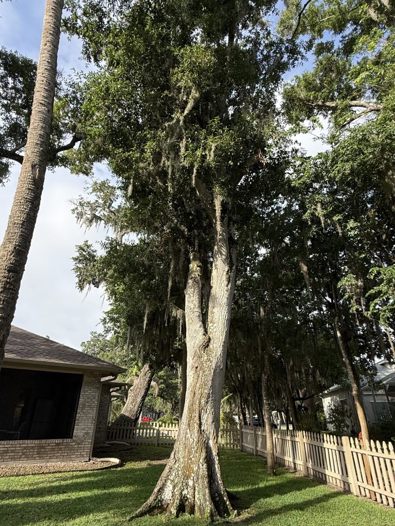 How Close Can a Tree Be to a House? A Florida Homeowner's Guide 1 Live oak beside a Palm Bay home — oak tree trimming keeps limbs off the roof