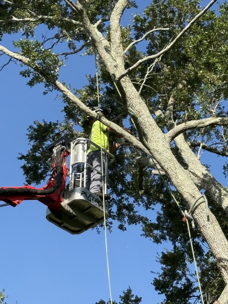 How Much Does Tree Trimming Cost in Palm Bay, FL? 1 Arborist in a bucket truck trimming oak limbs — bucket work is a factor in tree trimming cost